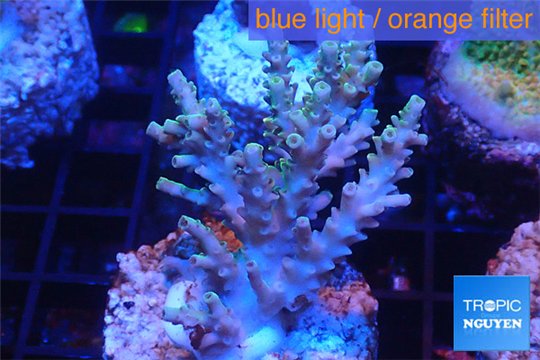 Acropora purple 3-4 cm WYSIWYG acclimaté