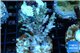 Acropora purple 3-4 cm WYSIWYG acclimaté