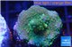 Acropora green & golden polyps Fijii 2-4 cm WYSIWYG acclimaté