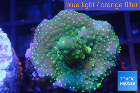 Acropora green & golden polyps Fijii 2-4 cm WYSIWYG acclimaté
