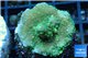 Acropora green & golden polyps Fijii 2-4 cm WYSIWYG acclimaté