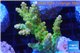 Acropora golden purple Indonesia 3-4 cm WYSIWYG acclimaté