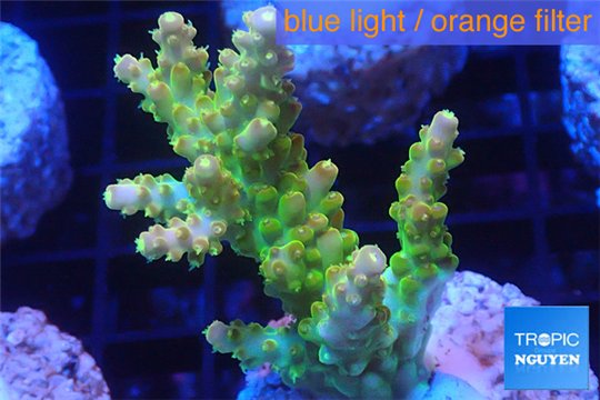 Acropora golden purple Indonesia 3-4 cm WYSIWYG acclimaté