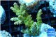 Acropora golden purple Indonesia 3-4 cm WYSIWYG acclimaté