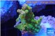Acropora golden purple Indonesia 3-4 cm WYSIWYG acclimaté
