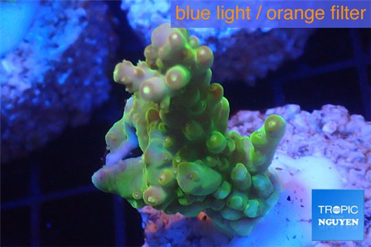 Acropora golden purple Indonesia 3-4 cm WYSIWYG acclimaté