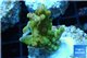 Acropora golden purple Indonesia 3-4 cm WYSIWYG acclimaté