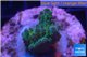 Acropora strawberry Australia 2-3 cm WYSIWYG acclimaté