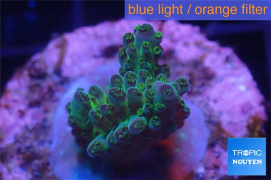 Acropora strawberry Australia 2-3 cm WYSIWYG acclimaté