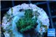 Acropora strawberry Australia 2-3 cm WYSIWYG acclimaté