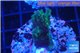 Acropora humilis green purple 2-4 cm WYSIWYG acclimaté