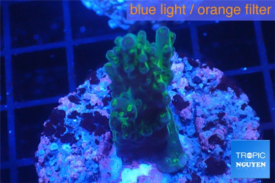 Acropora humilis green purple 2-4 cm WYSIWYG acclimaté