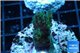 Acropora humilis green purple 2-4 cm WYSIWYG acclimaté