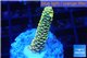 Acropora pikachu Indonesia 2-3 cm WYSIWYG acclimaté