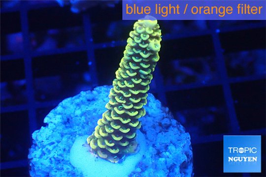 Acropora pikachu Indonesia 2-3 cm WYSIWYG acclimaté