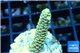 Acropora pikachu Indonesia 2-3 cm WYSIWYG acclimaté