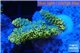 Acropora pikachu Indonesia 2-4 cm WYSIWYG acclimaté