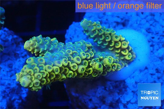 Acropora pikachu Indonesia 2-4 cm WYSIWYG acclimaté