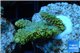 Acropora pikachu Indonesia 2-4 cm WYSIWYG acclimaté