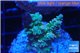 Acropora green Indonesia 2-3 cm WYSIWYG acclimaté