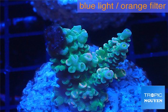 Acropora green Indonesia 2-3 cm WYSIWYG acclimaté