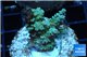 Acropora green Indonesia 2-3 cm WYSIWYG acclimaté