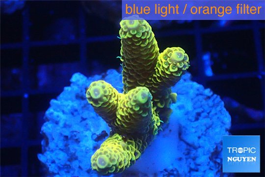 Acropora pikachu Indonesia 3-4 cm WYSIWYG acclimaté