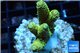 Acropora pikachu Indonesia 3-4 cm WYSIWYG acclimaté