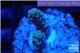 Acropora purple blue Indonesia 1-2 cm WYSIWYG acclimaté