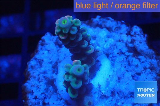 Acropora purple blue Indonesia 1-2 cm WYSIWYG acclimaté