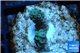 Acropora purple blue Indonesia 1-2 cm WYSIWYG acclimaté