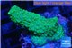 Acropora green blue Australia 3-4 cm WYSIWYG acclimaté
