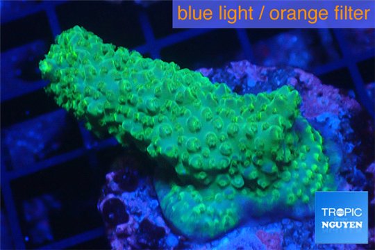 Acropora green blue Australia 3-4 cm WYSIWYG acclimaté