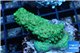 Acropora green blue Australia 3-4 cm WYSIWYG acclimaté