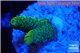 Acropora green gold Indonesia 1-3 cm WYSIWYG acclimaté