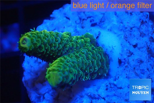 Acropora green gold Indonesia 1-3 cm WYSIWYG acclimaté