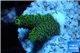 Acropora green gold Indonesia 1-3 cm WYSIWYG acclimaté