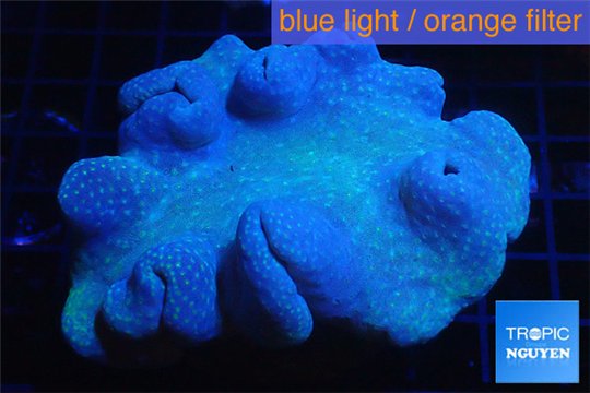Sarcophyton long polyps 8-14 cm WYSIWYG acclimaté