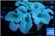 Sarcophyton long polyps 8-14 cm WYSIWYG acclimaté