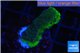 Montipora green blue polyps 2-3 cm WYSIWYG acclimaté