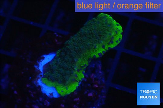 Montipora green blue polyps 2-3 cm WYSIWYG acclimaté