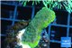 Montipora green blue polyps 2-3 cm WYSIWYG acclimaté