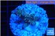 Acropora purple blue Indonesia 2-3 cm WYSIWYG acclimaté