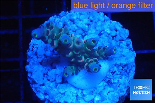 Acropora purple blue Indonesia 2-3 cm WYSIWYG acclimaté