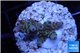 Acropora purple blue Indonesia 2-3 cm WYSIWYG acclimaté