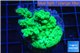 Acropora green Australia 2-4 cm WYSIWYG acclimaté
