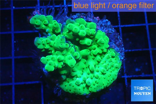 Acropora green Australia 2-4 cm WYSIWYG acclimaté
