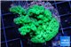 Acropora green Australia 2-4 cm WYSIWYG acclimaté