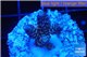 Acropora purple blue Indonesia 2-3 cm WYSIWYG acclimaté