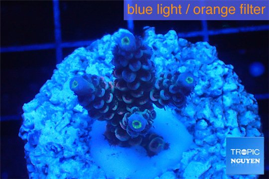 Acropora purple blue Indonesia 2-3 cm WYSIWYG acclimaté